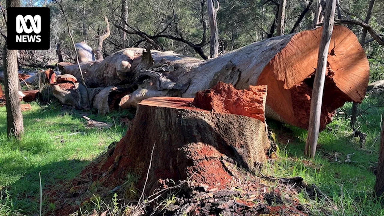 Century-old red gum trees cut down illegally for firewood in SA's South East