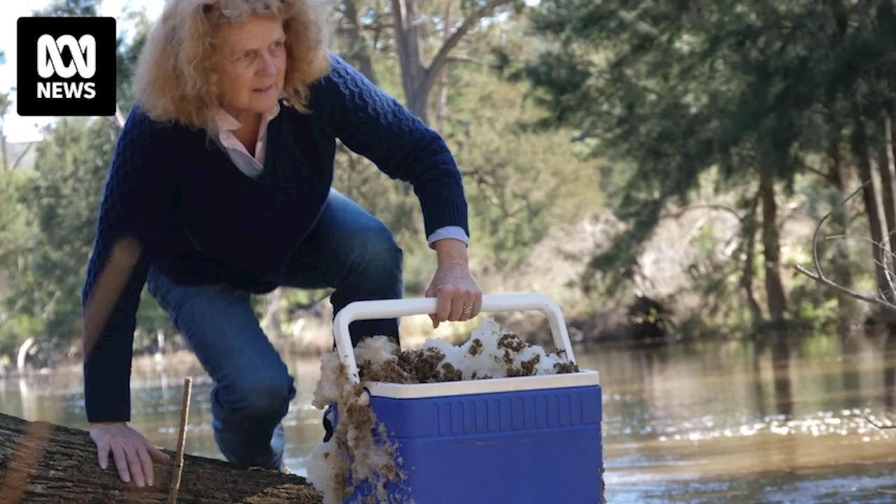 Contaminated PFAS foam found in river along Central West NSW farmland