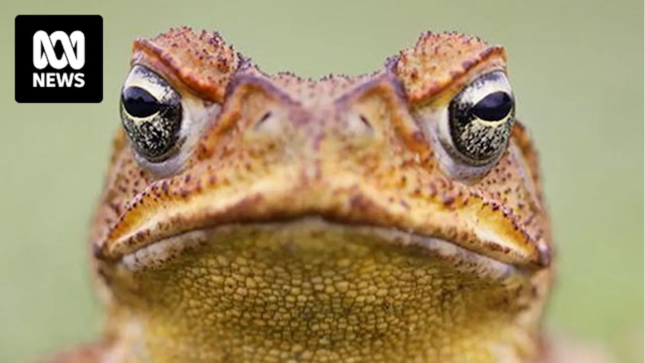 New research shows baited cane toads helped crocodiles avoid 'mass casualty event' in WA