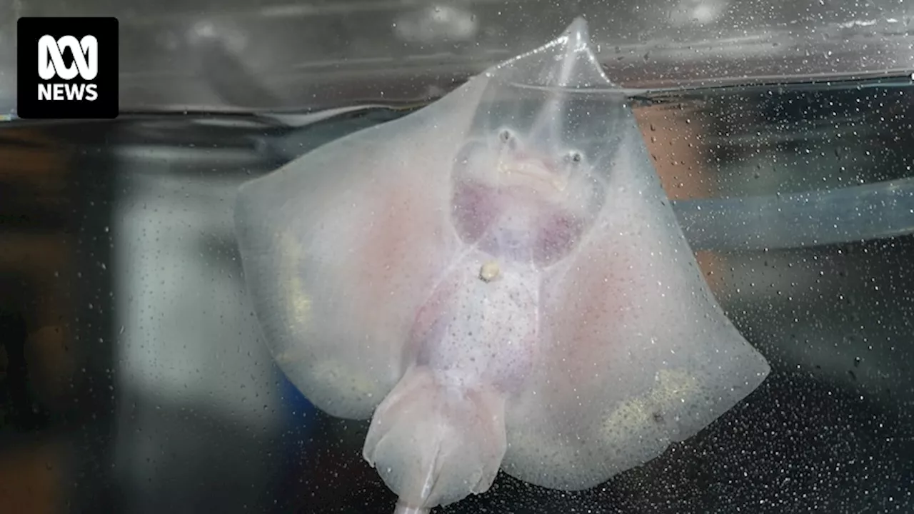 Scientists celebrate first Maugean skate hatchling born from a captive-laid egg