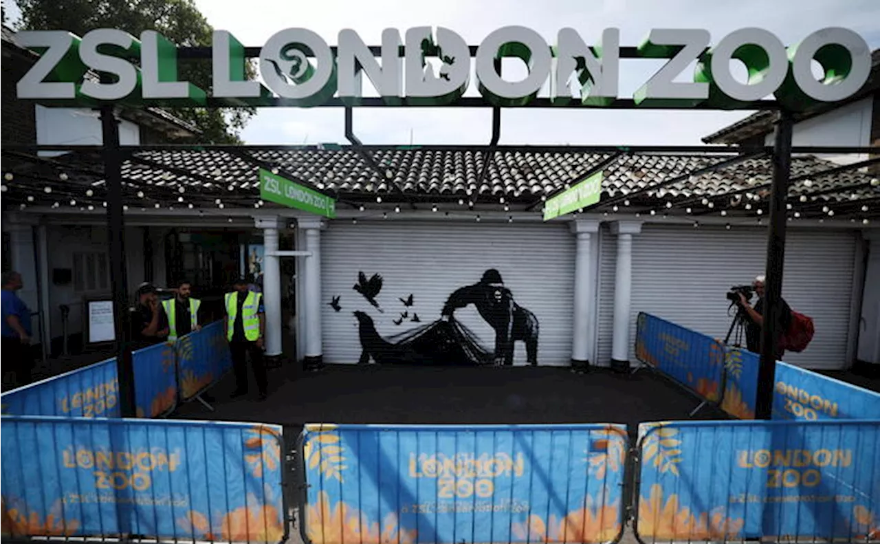 Banksy, la nona opera è un gorilla allo zoo di Londra