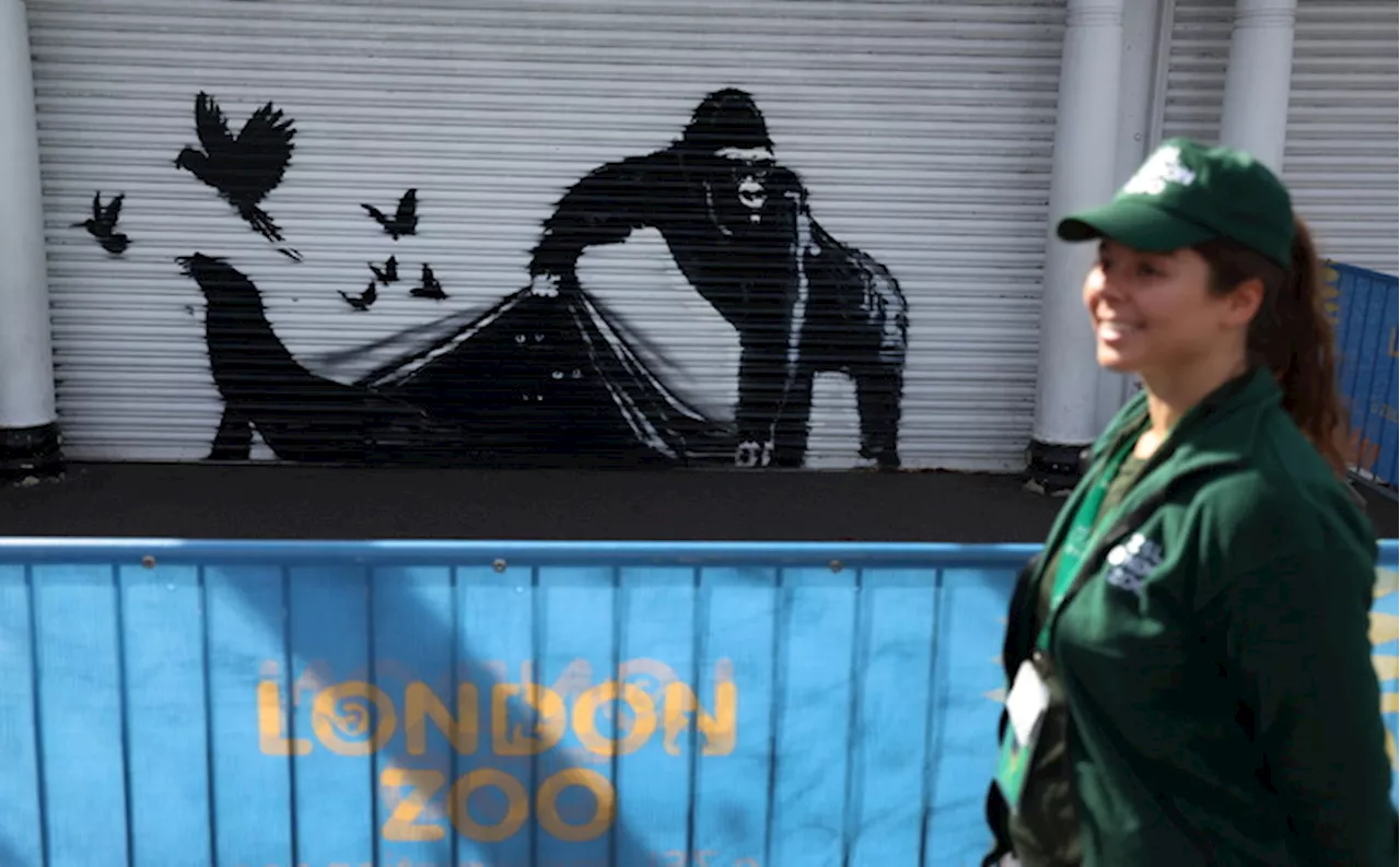 Banksy, la nona opera è un gorilla allo zoo di Londra