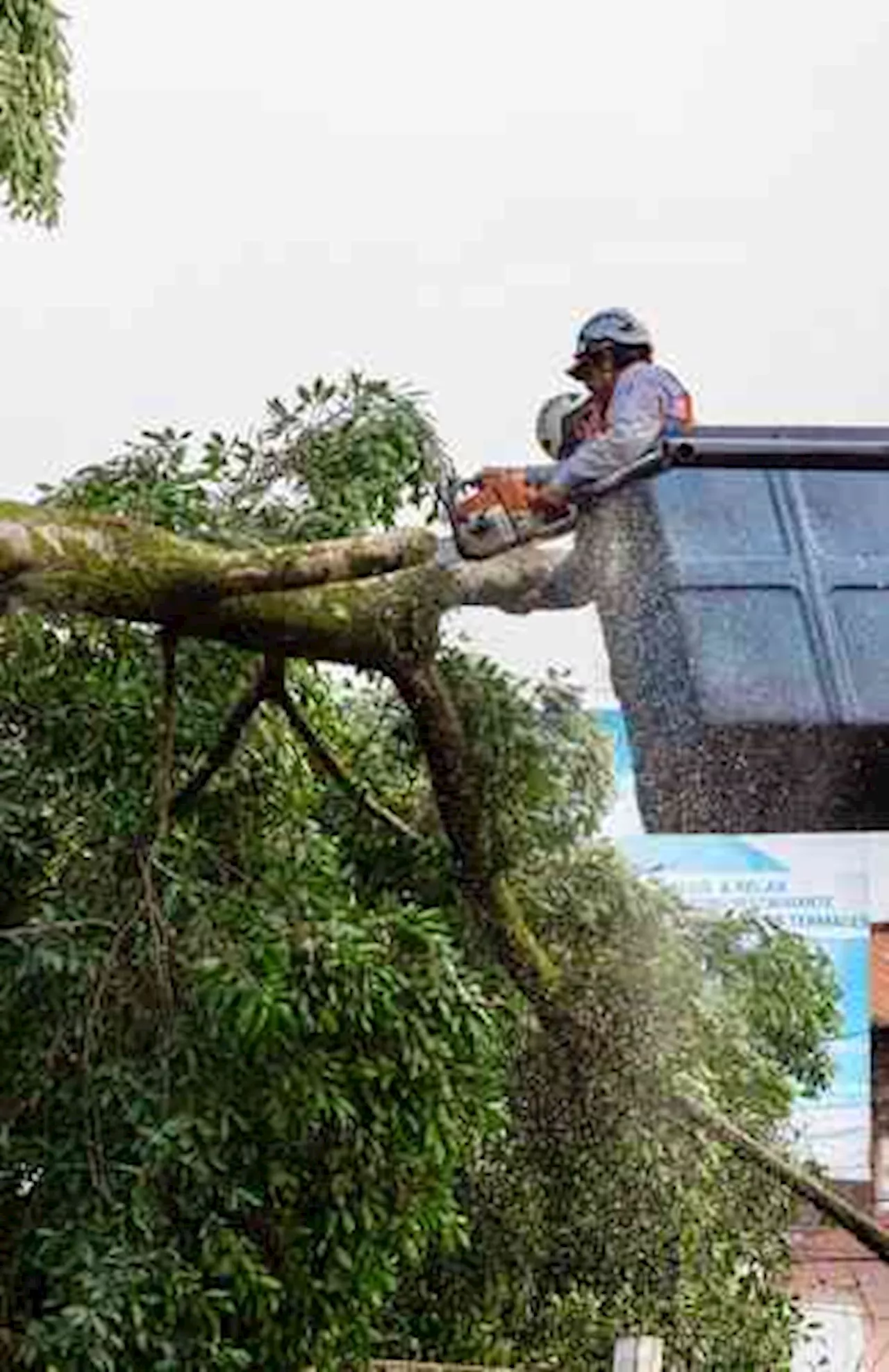 Defiende Alcaldía de Xalapa retiro de árbol Ampliación 21 de Marzo; es de riesgo