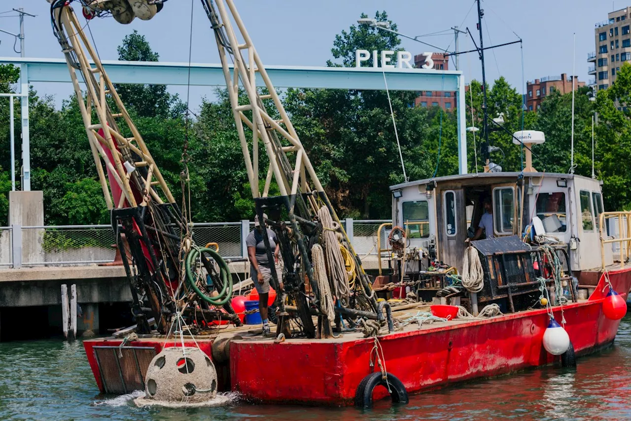 EXCLUSIVE: Oyster reef in NYC is a shore thing to welcome back once-native species