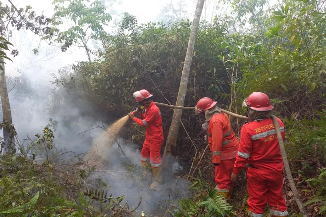 BPPIKHL: 750,83 hektare lahan terbakar di Sumsel pada Januari-Juli