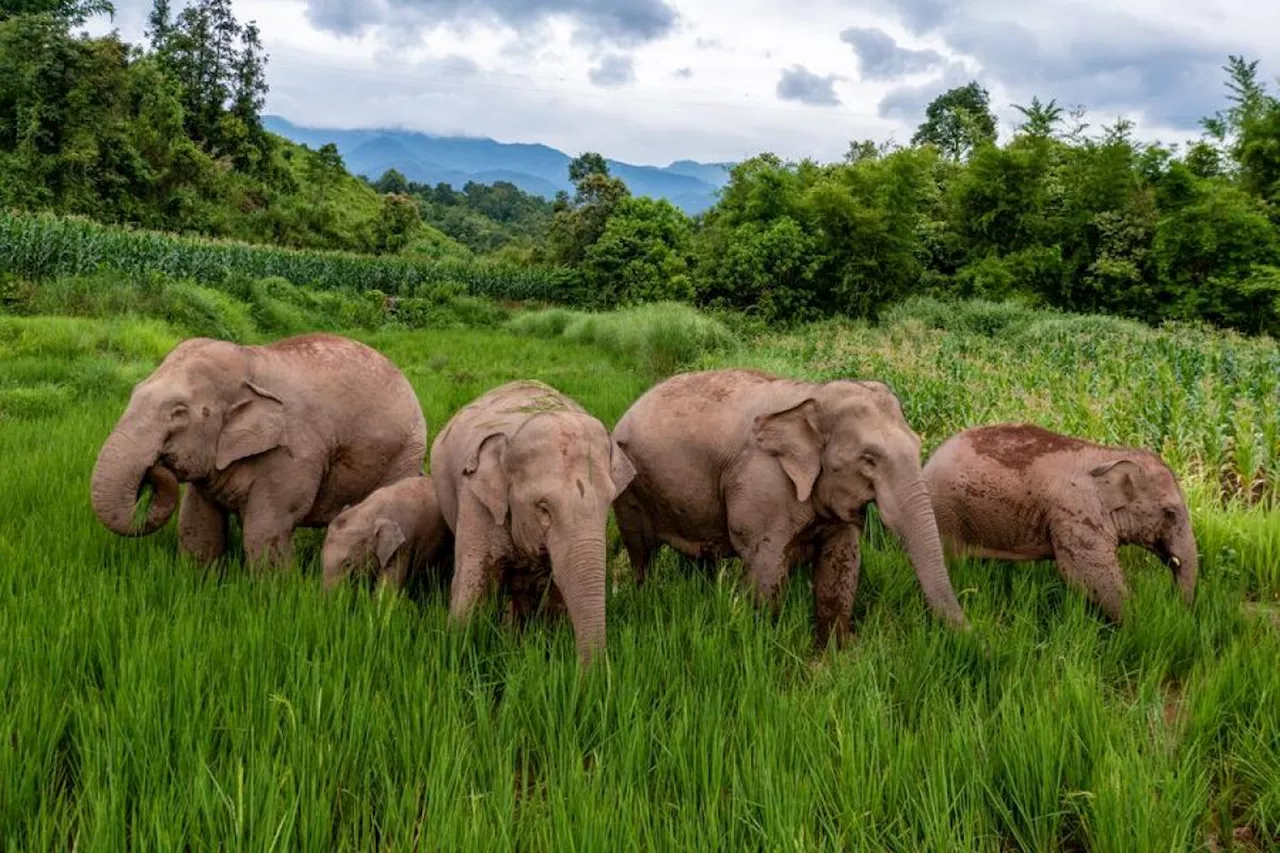 'Gajah-gajah pengembara' China sambut anggota baru