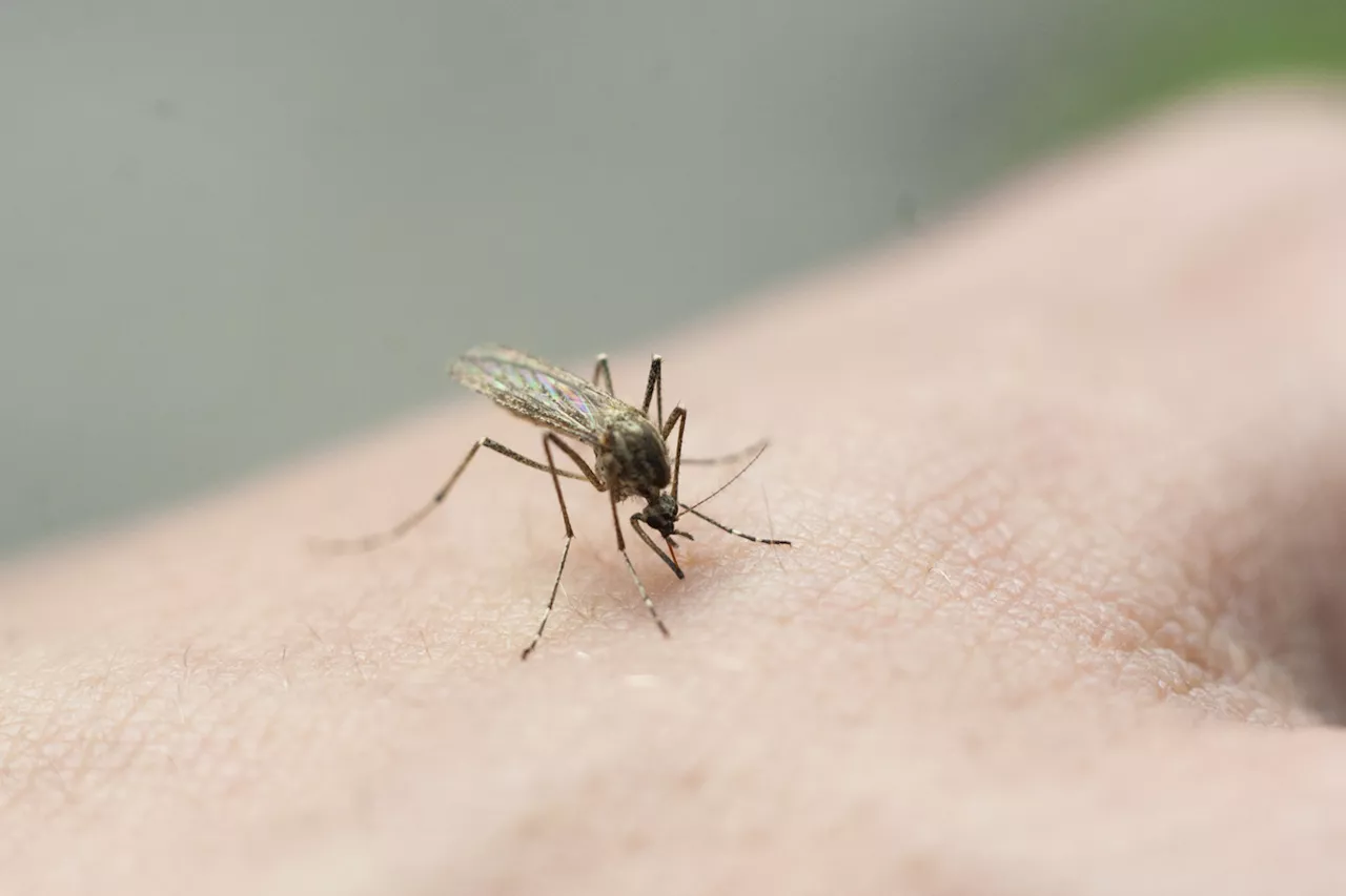 West Nile Cases Are on the Rise—5 Symptoms to Know