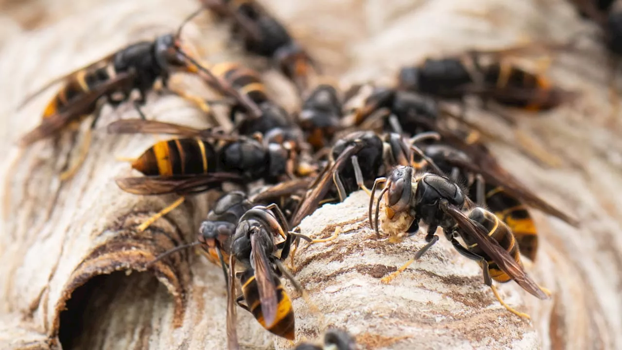 Asiatische Hornisse: Sie killt Bienen, doch töten darf man sie nicht