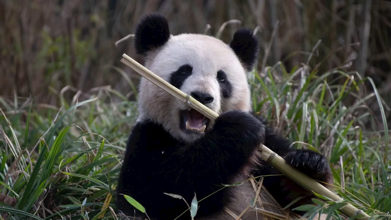 Nachwuchs im Doppelpack: Berlin kann wieder Panda!