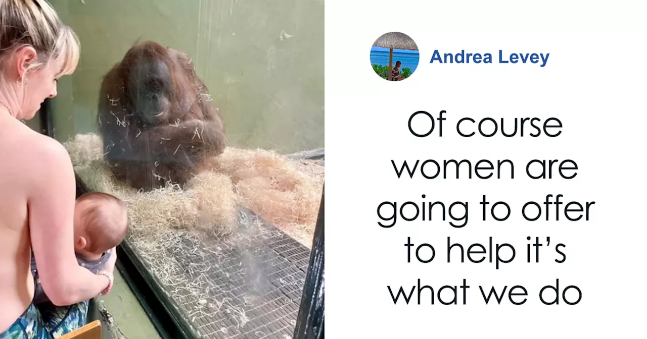 30 Moms Help An Orangutan Overcome Breastfeeding Struggles At Dublin Zoo