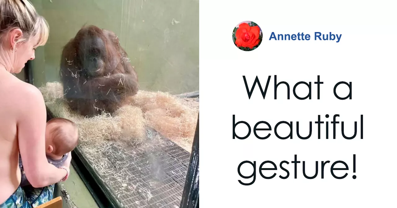 “She Watched Closely”: Moms Unite To Teach Orangutan How To Feed Her Baby At Dublin Zoo