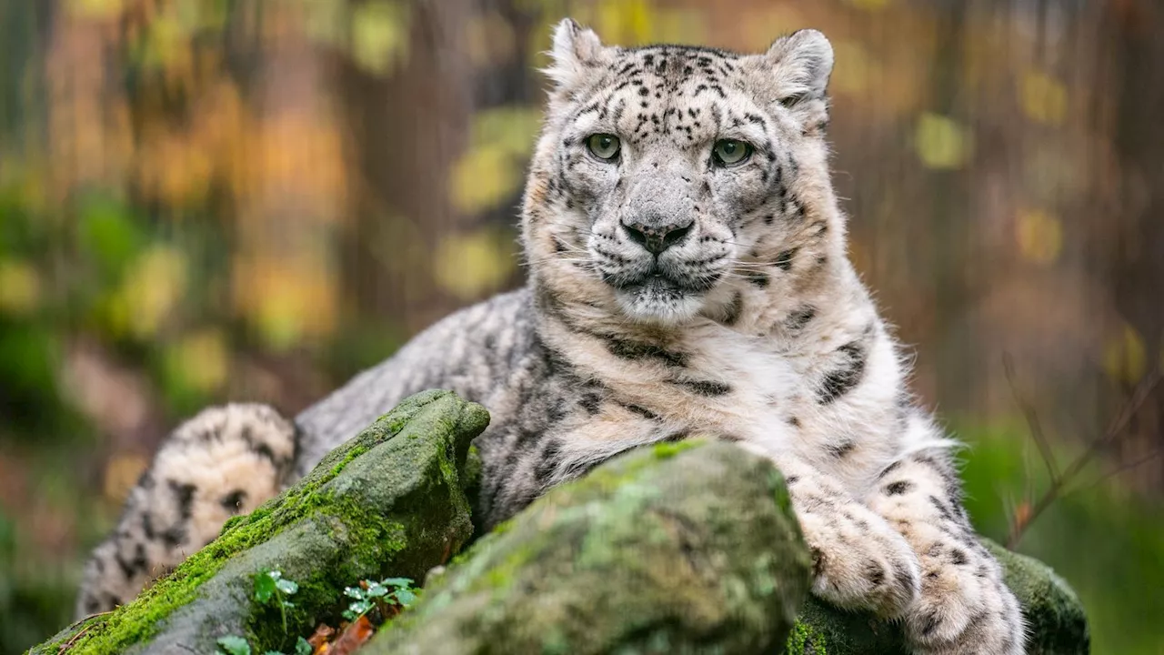 Tiergarten Nürnberg schläfert Schneeleoparden 'Indra' ein