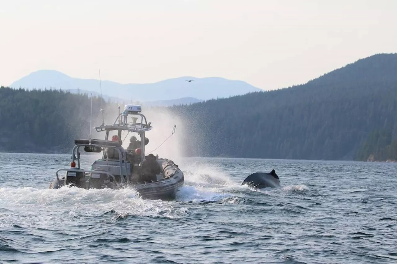 Rescuers free entangled humpbacks that got tied together off Vancouver Island