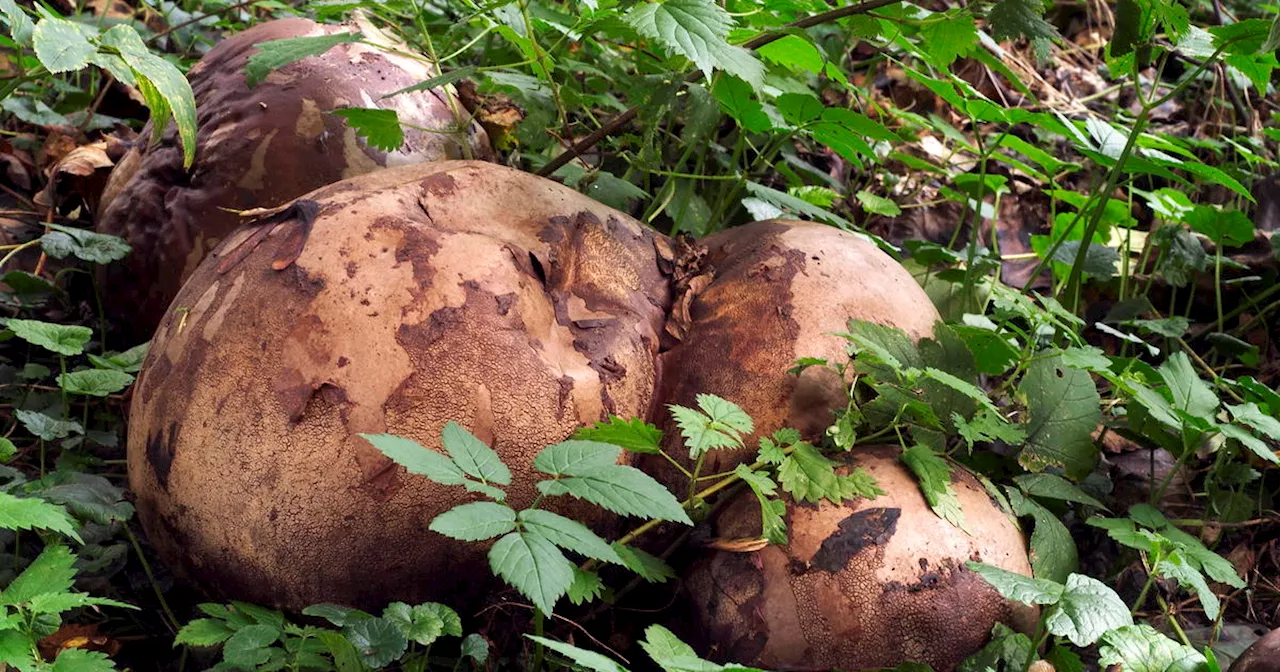 Gov. Pritzker signs law making giant puffball into Illinois state mushroom