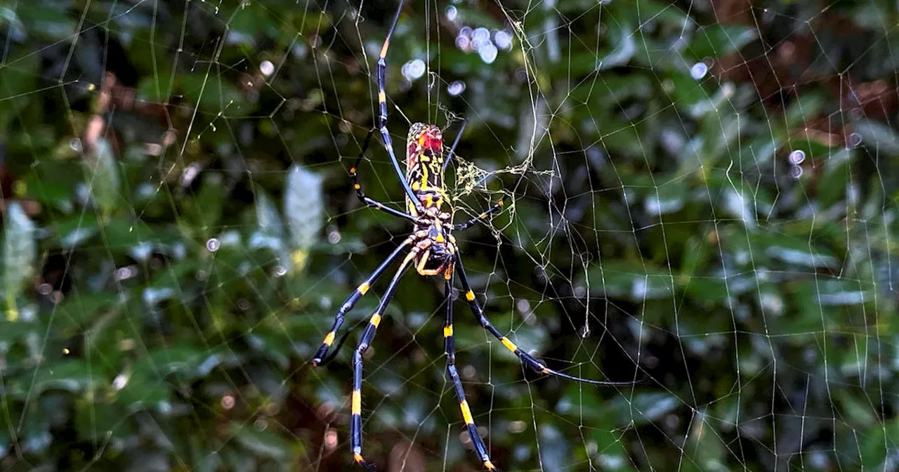 Giant 'flying' Joro spiders love big cities. A new study found their ability to chill out in stressful situations may be why