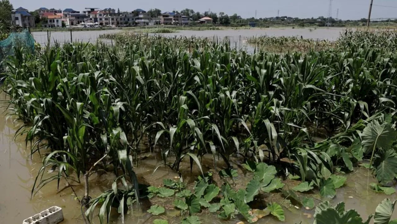 China vows financial support to restore agricultural output after floods