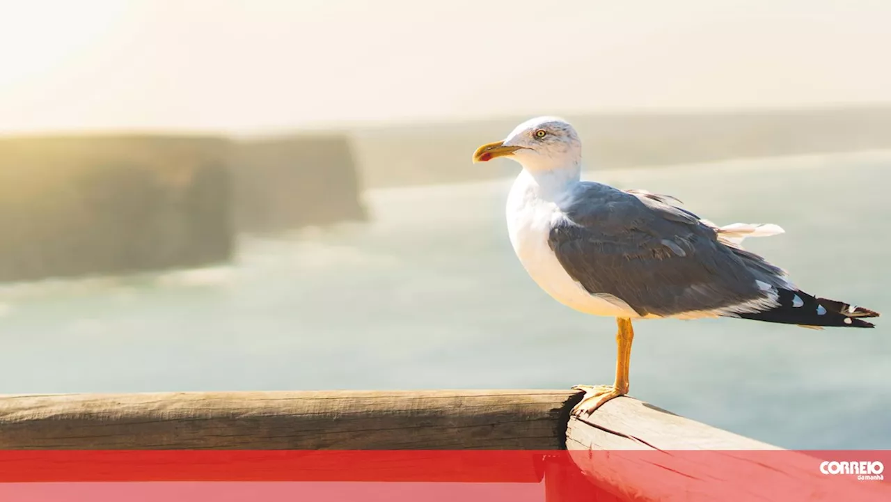 Gripe das aves detetada em gaivotas nos distritos de Aveiro e Leiria