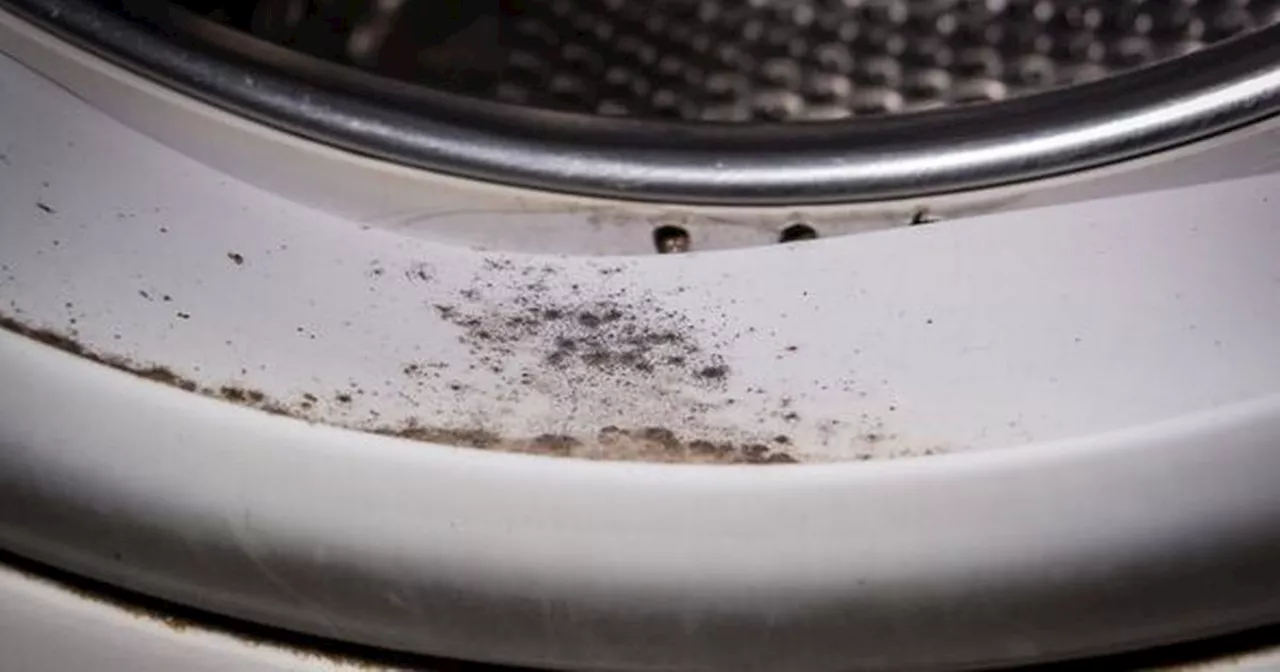 59p kitchen staple 'banished mould' from washing machine seals