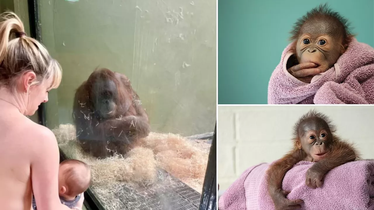 Pregnant orangutan is given a breastfeeding masterclass from 30 women in unusual maternal workshop