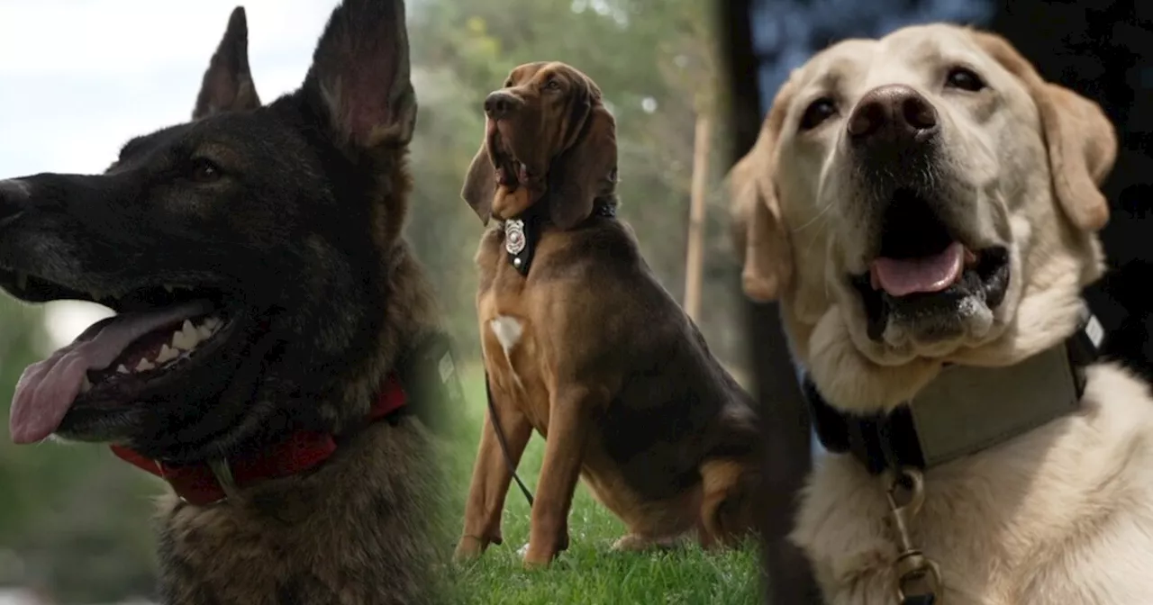 Three dogs bring unique skills to Colorado's fire investigations team