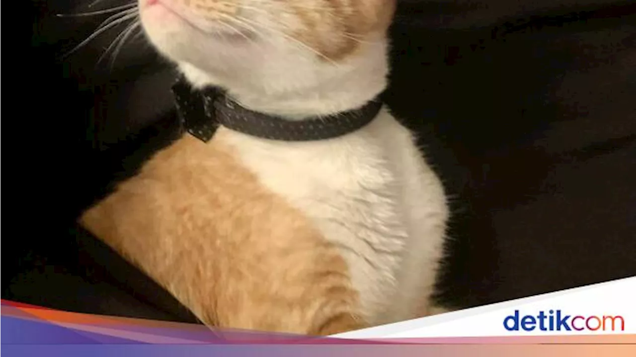 Kata Studi, Kucing Juga Sedih Saat Hewan Peliharaan Lainnya Mati