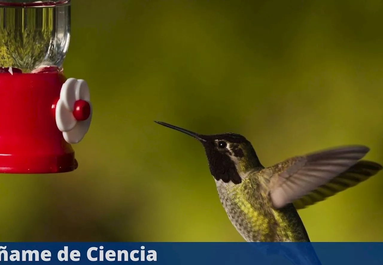 Aprende cómo hacer un néctar casero para atraer colibríes de manera segura