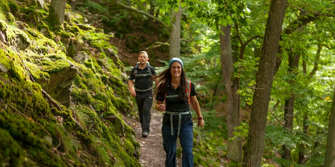 Wandern in Deutschland: Wälder wie grüne Hallen: Auf dem Urwaldsteig in Hessen