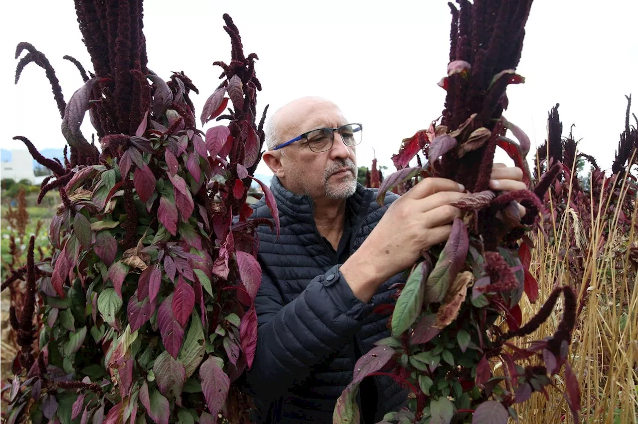 What Chocolate Secrets Lie In The Genes Of Ecuador’s Cocoa Crops?