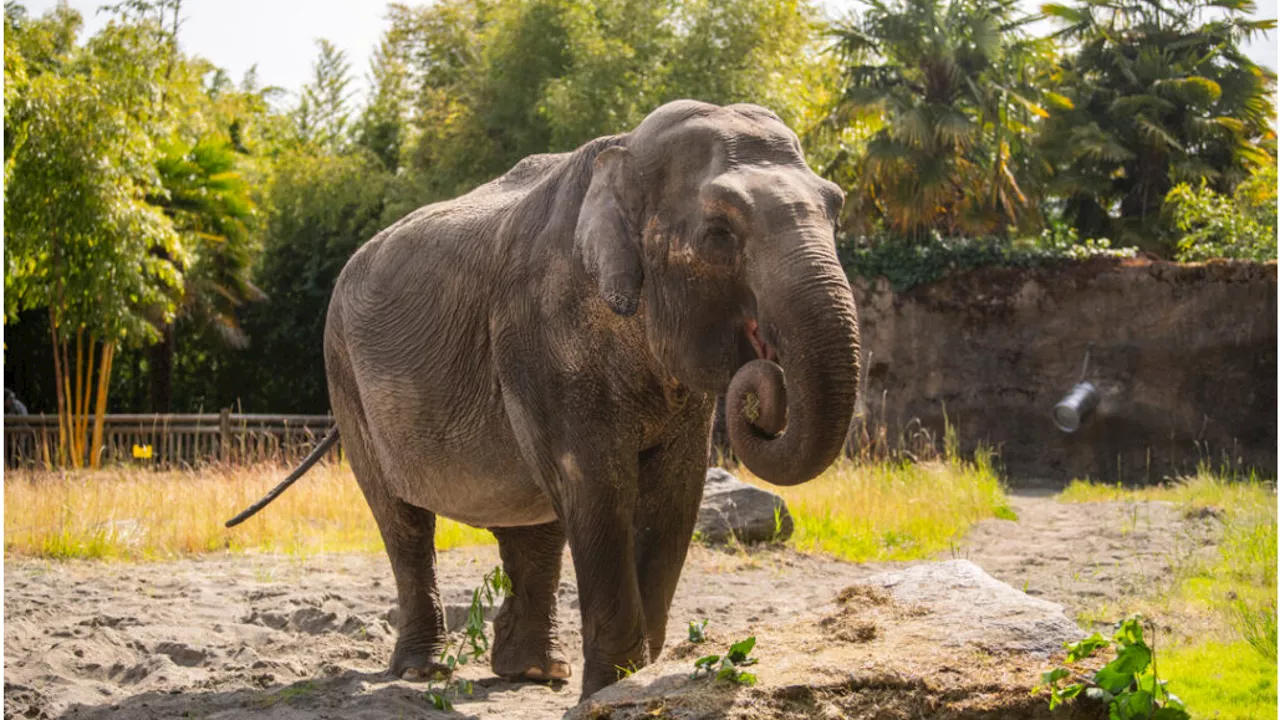 'Remembering Suki'; Point Defiance Zoo says goodbye to beloved elephant