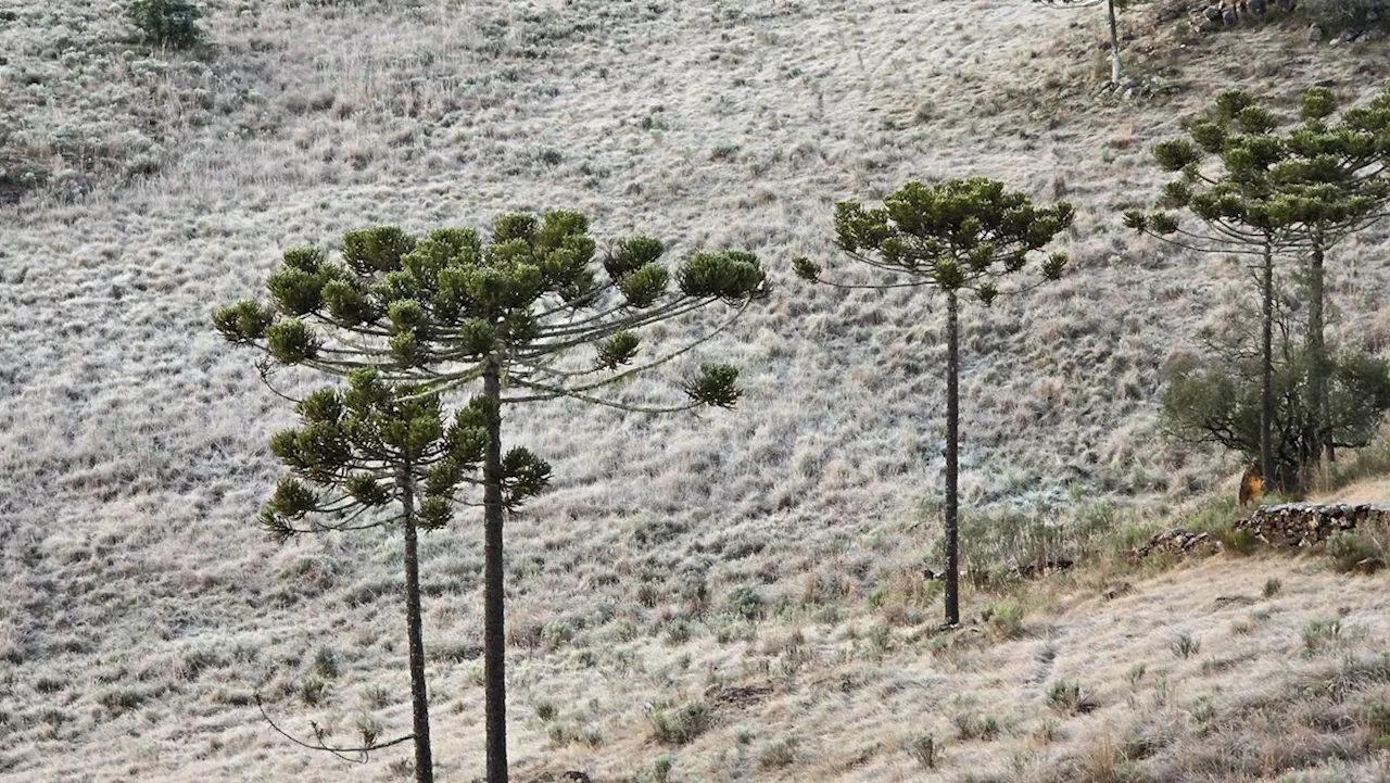 Com mínima de -6ºC, SC amanhece com temperaturas negativas pelo 5º dia seguido