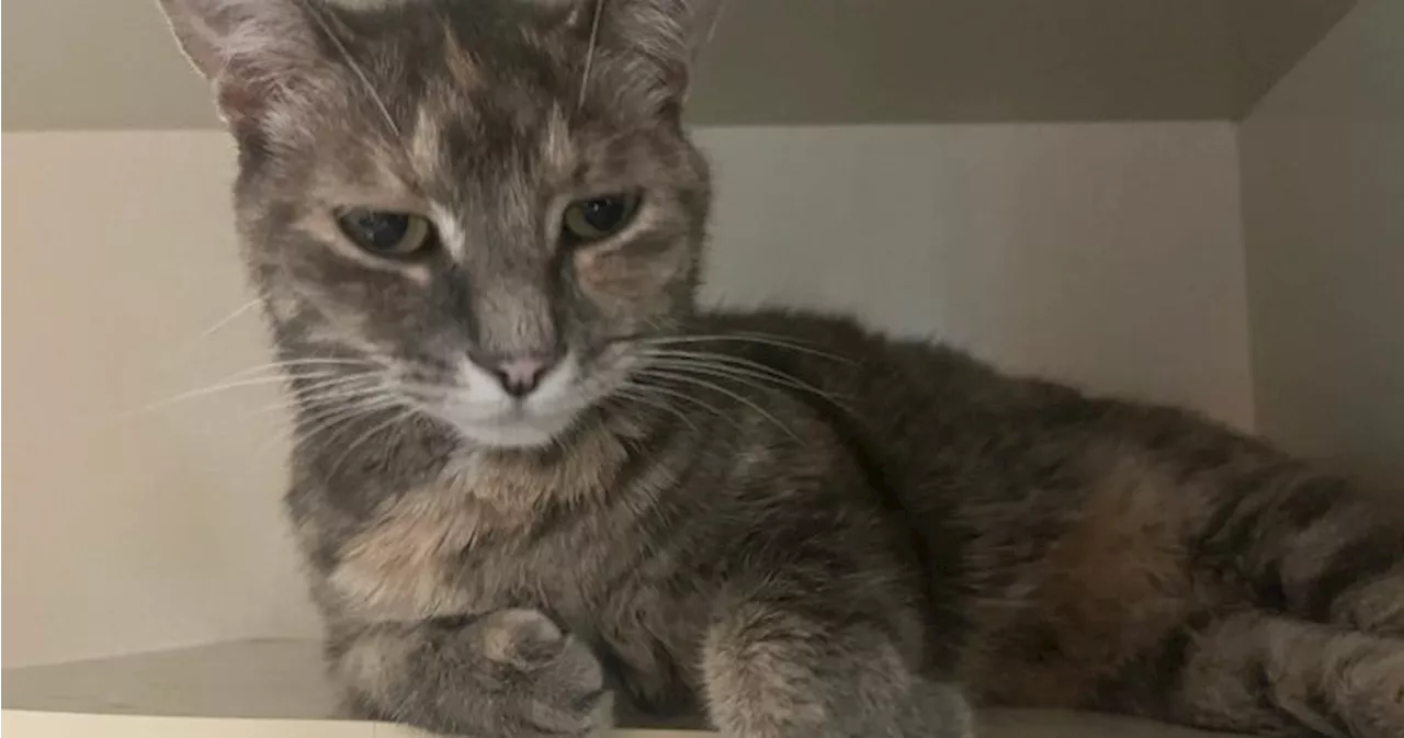 Lost Ontario cat found 1 year later and 2 provinces away