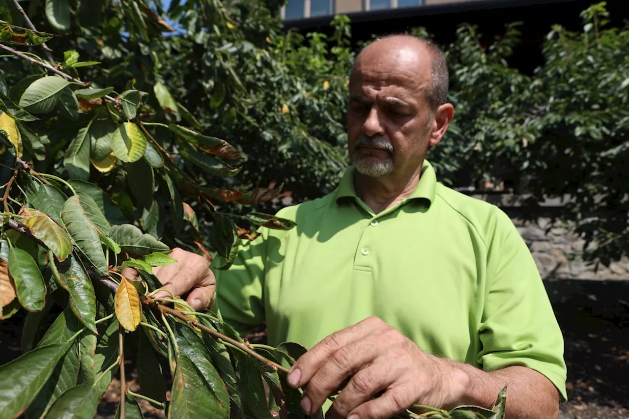 B.C. to provide funding as the province’s fruit growers face crisis