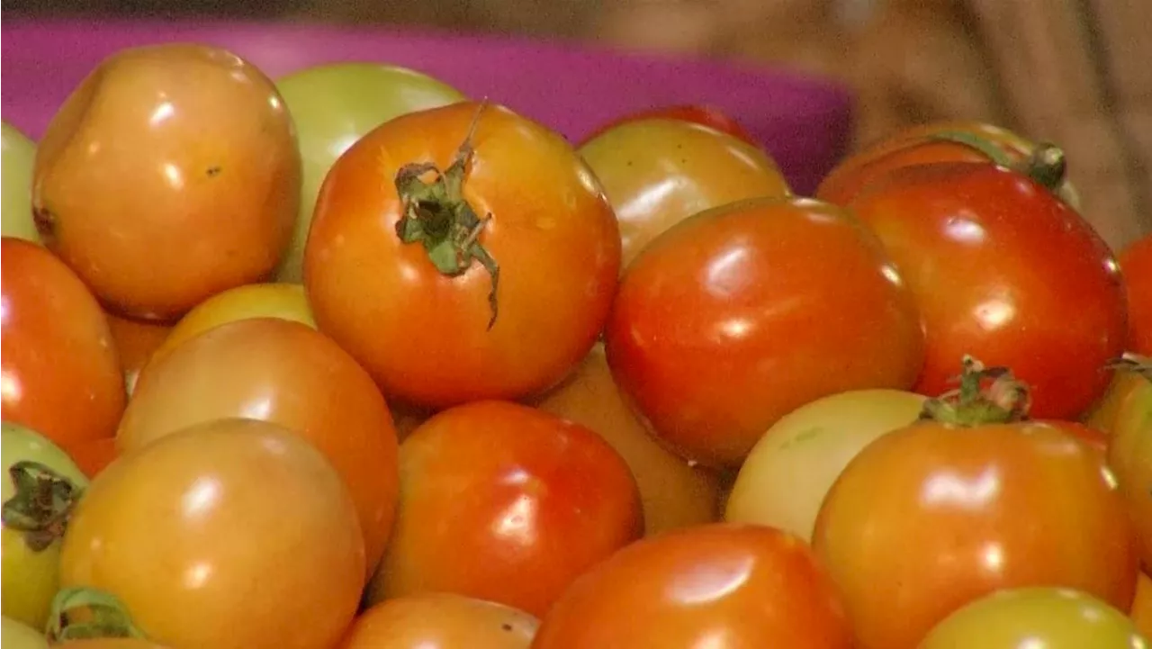 Tomato prices down by more than 50% since July