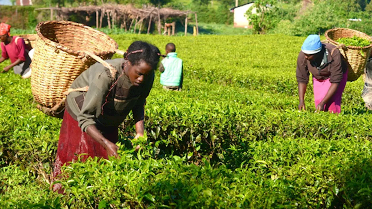 I hired workers from Togo for farming, says Osun varsity ex-VC