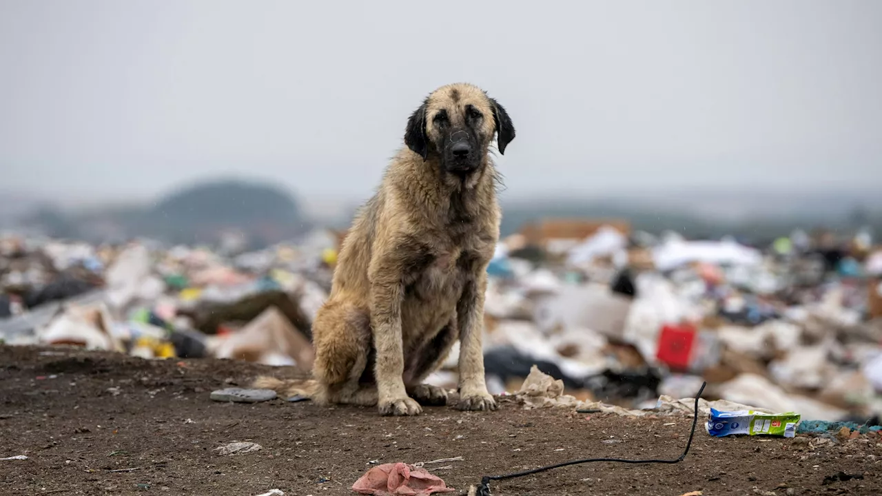 Größtes Tierschutzproblem - Fangen & Töten! Einzige Lösung für Streuner in Europa?