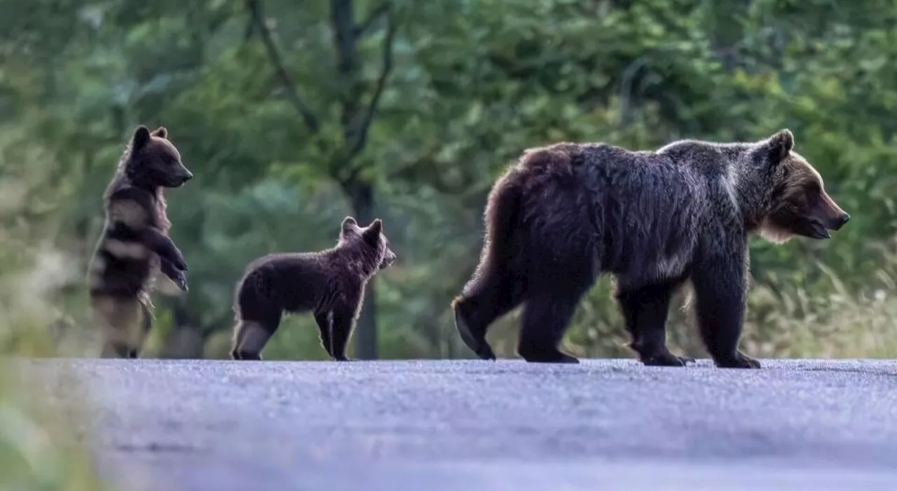 Morto l'orso investito sulla ex superstrada del Liri