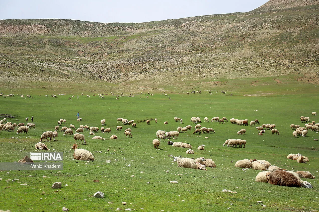 طرح احیای ۲۰ میلیون هکتار مراتع کشور در برنامه هفتم توسعه