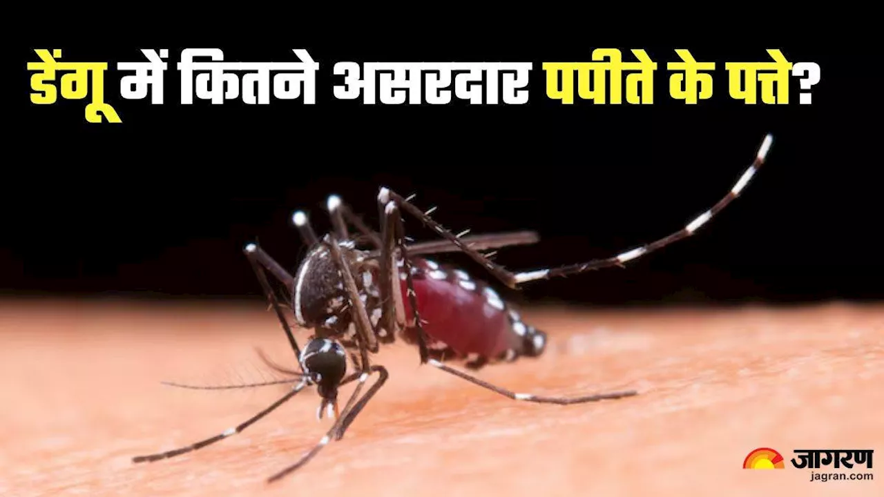 क्या Dengue Fever के इलाज में मददगार हैं गिलोय, पपीते के पत्ते और बकरी का दूध? जानें एक्सपर्ट की राय