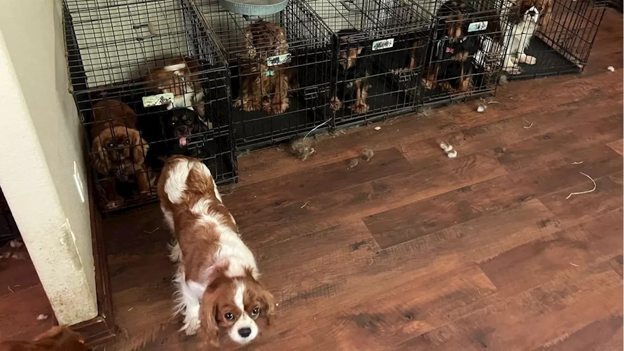 68 dogs seized from home in Lakebay during search warrant