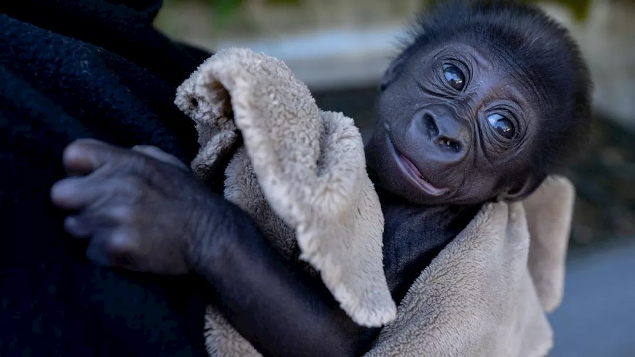 Woodland Park Zoo plans to relocate baby gorilla after mom continues to show no interest