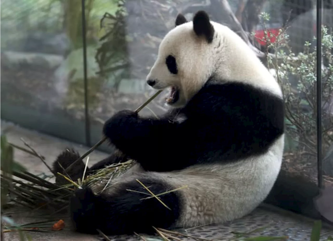 The Berlin Zoo is hoping for more German-born giant pandas as scans confirm a pregnancy