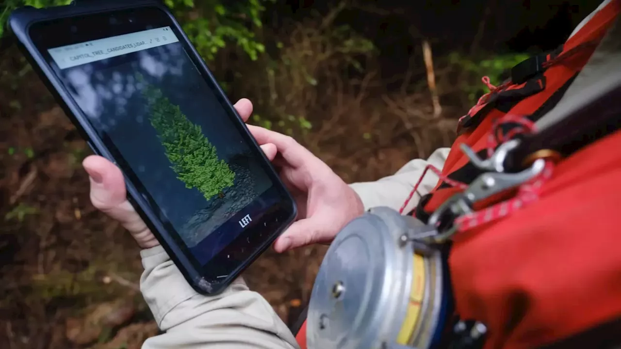 Tongass tree will ‘deck the halls’ of Washington, D.C.