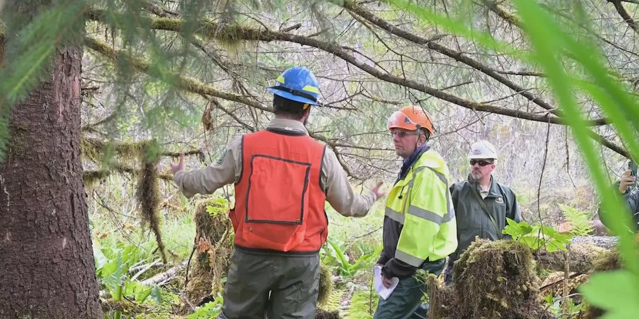 Sitka spruce in Alaska chosen as the 2024 U.S. Capitol Christmas tree