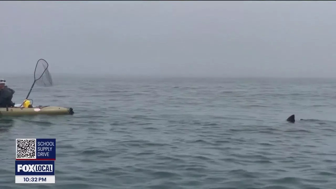 Kayakers' shark encounter at Half Moon Bay caught on video