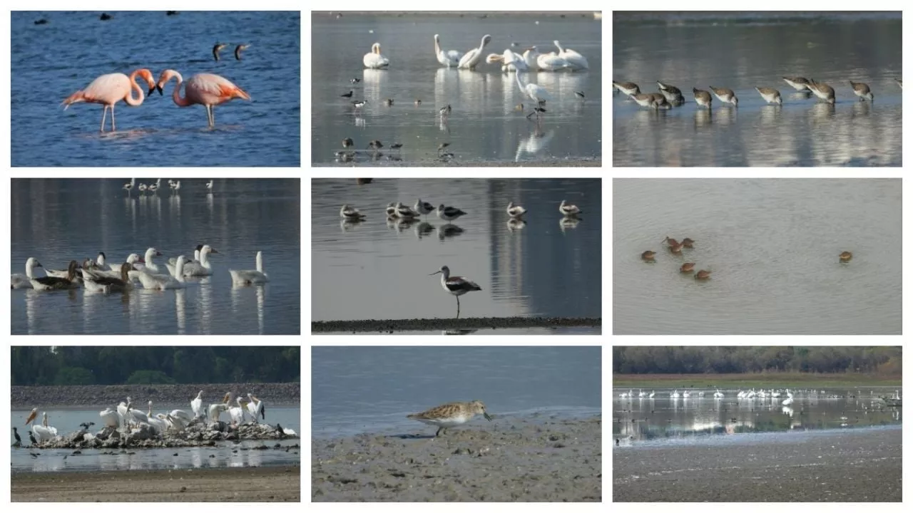 Las 244 aves que dependen del agua en la Presa de El Palote