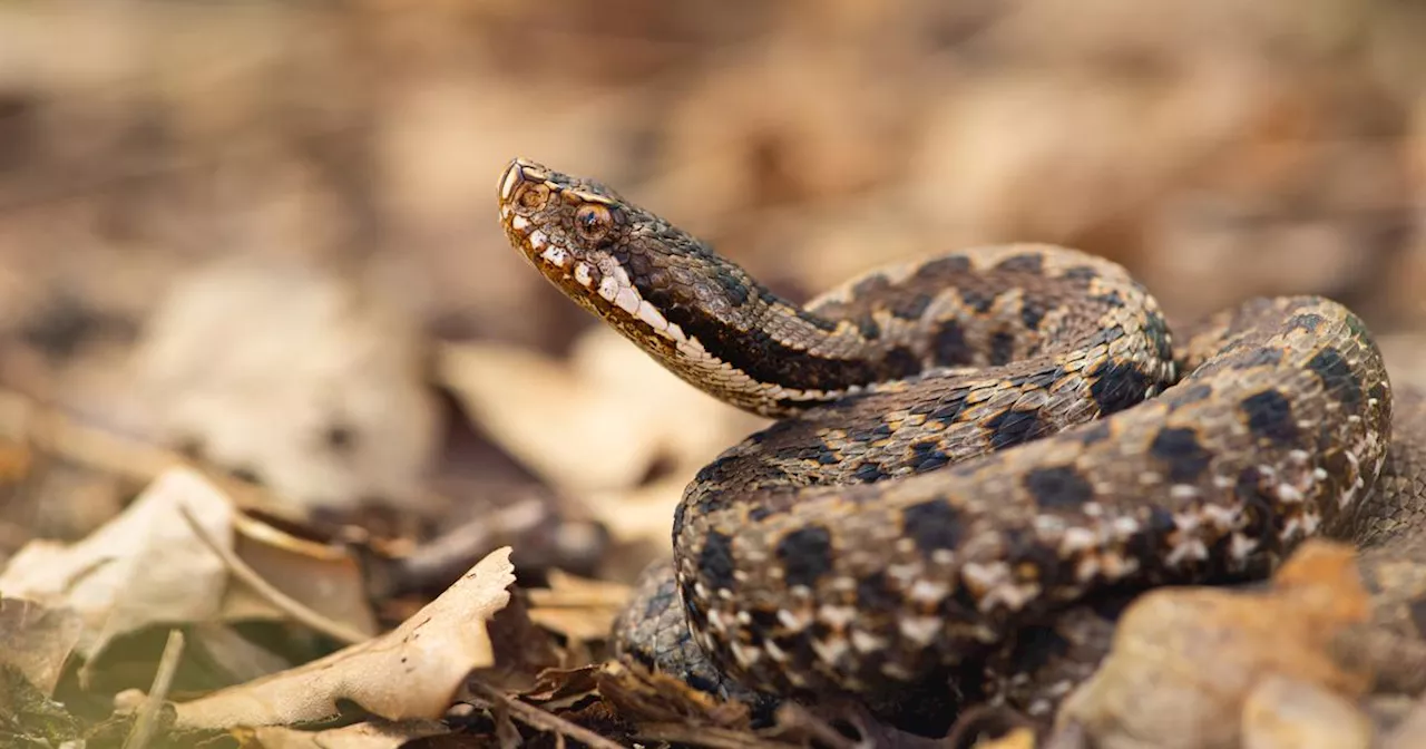 Pyrénées-Atlantiques : mordu par un serpent venimeux en pleine sieste, un père de famille hospitalisé