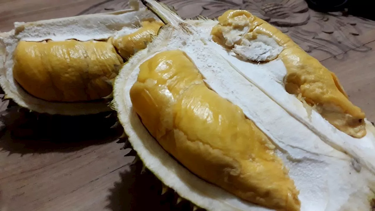 Ada Pesta Durian Lokal Menyambut HUT ke-79 RI, Benarkah Durian Tinggi Kolesterol dan Tidak Bergizi?