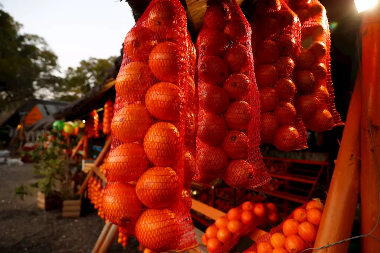 Botswana’s ban on local citrus produce will hurt farmers and the economy