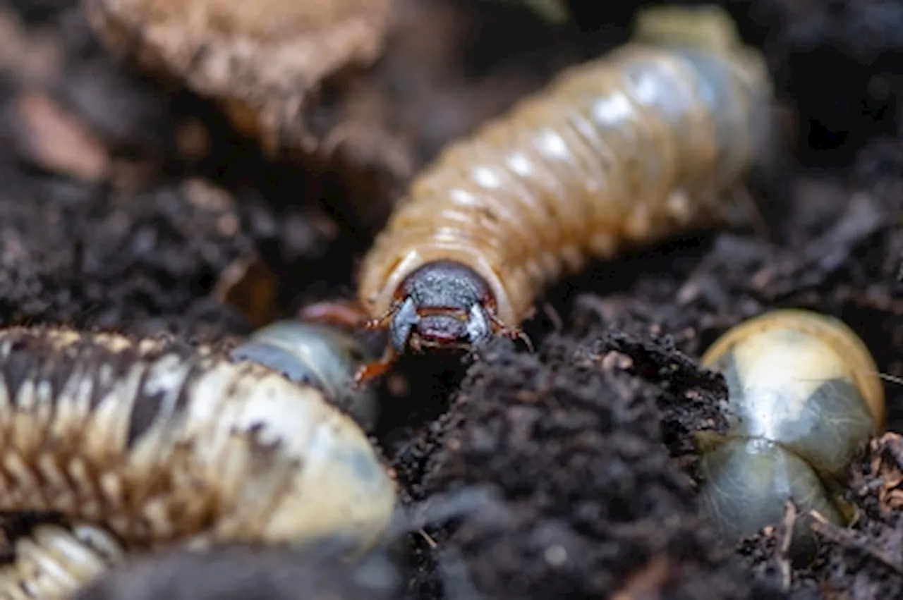 Battling 2,600 buses worth of waste daily, Colombia turns to trash-eating beetles for answer