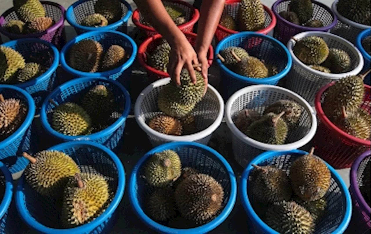 Chinese market set to sink their teeth into Malaysia’s fresh durian by end of August